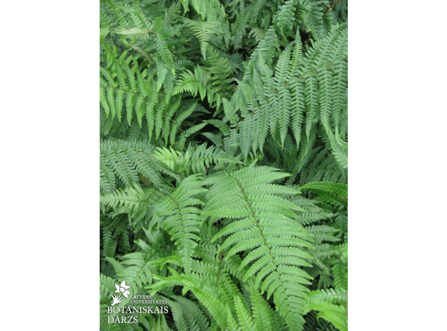 Dryopteris filix-mas